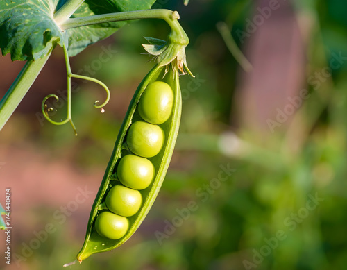 Cuadro en lienzo Freshly Opened Pea Pod Displaying Vibrant Green Peas