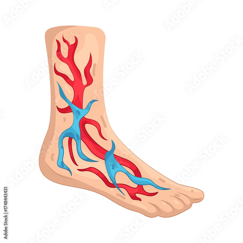 Illustration of Human Foot Anatomy