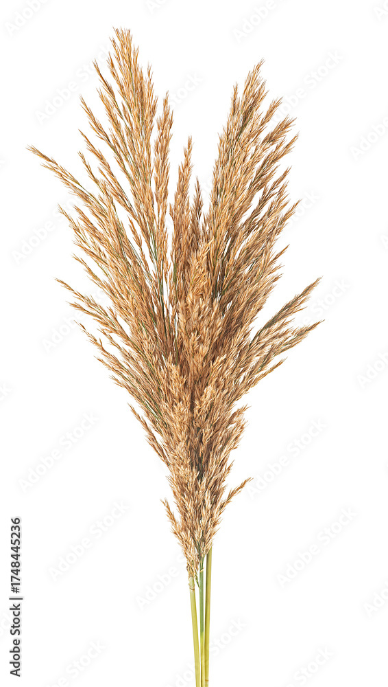 Fototapeta premium Several autumn bulrush ears isolated on a white background. Bunch of bulrush spikelets.