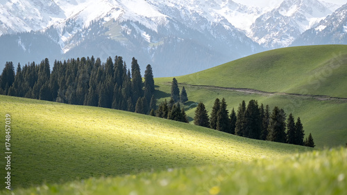 Mountain meadow with pine trees