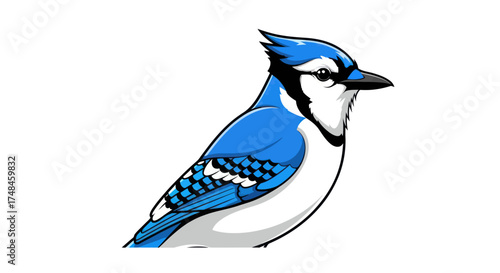 Illustration of a Blue Jay with Distinct Blue and White Plumage.