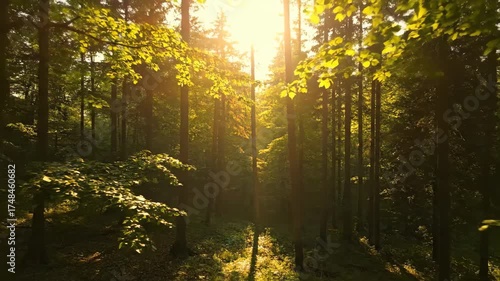Mesmerizing timelapse capturing sunlight dappling through a dense forest canopy, with shadows slowly shifting across the forest floor movement, leaves, tranquil