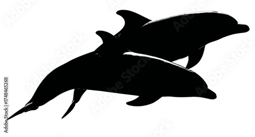 A black and white image of two dolphins leaping through the water, silhouette on a white backdrop