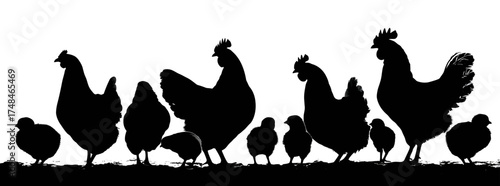 A silhouette image featuring several chickens and chicks standing on a darker ground against a white background
