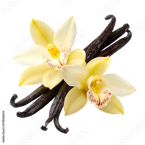 A close-up of two vanilla orchid blooms with several vanilla bean pods against a void