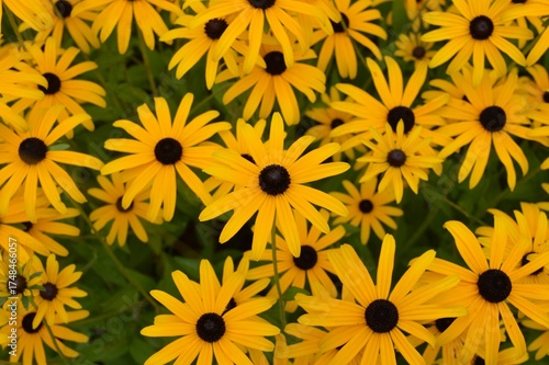 Coneflower. Echinacea. Rudbeckia fulgida 'American Gold Rush'.