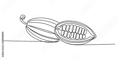 Artistic continuous line drawing of two cocoa pods one sliced open revealing beans vector