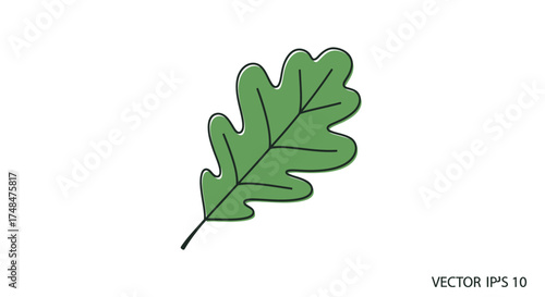 A simple green oak leaf with a dark outline and visible veins.