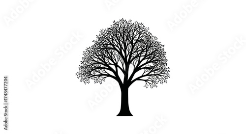 Black silhouette of a large leafless deciduous tree with intricate branches.
