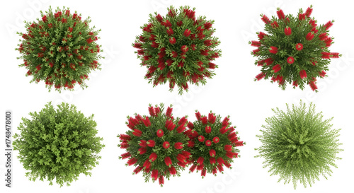 Overhead View Of Six Different Green Shrubs and Red Bottlebrush Plants