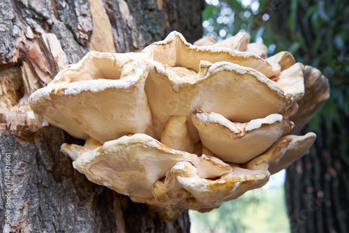 Foto Parasite fungus on the tree