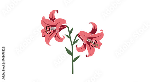A delicate spray of two pink lilies on a slender green stem.