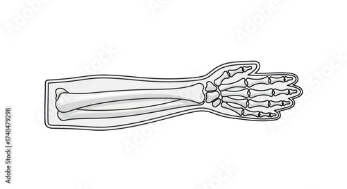 Anatomical Illustration of a Human Arm Skeleton with Radius Ulna and Hand Bones.