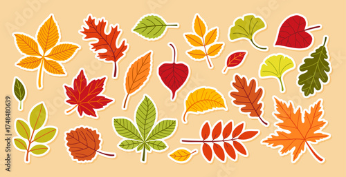 Autumn leaves sticker set. Different leaves. aspen, ginkgo, maple, oak and other trees. Hand drawn trendy flat style isolated. Ideal for pattern, banner, sticker. Hello fall.