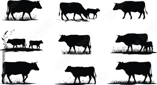 Black cow and calf silhouettes grazing walking standing on grass farm field vector illustration set rural countryside livestock nature design elements