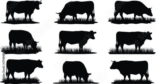 Cow silhouette vector illustration with nine black cattle standing and grazing on grass, farm animal design, rural agriculture livestock, dairy farming art