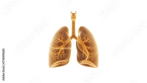 Human lungs with trachea isolated on transparent background for medical purposes
