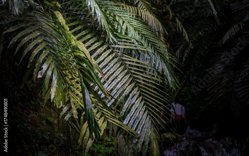 The beauty of light and shadow in leaf close-ups