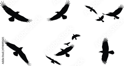 Flying bird silhouette vector illustration with nine black crows or ravens in motion, detailed wings, wildlife nature design, minimal animal art concept