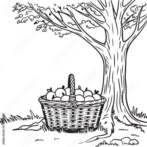 Basket filled with fresh orange  on white background