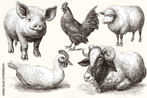 A collection of monochrome illustrations of farm animals, set against a light cream background