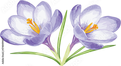 Vector illustration of blooming crocus flowers with purple and white petals, yellow stamens, botanical spring floral artwork design for decorative background