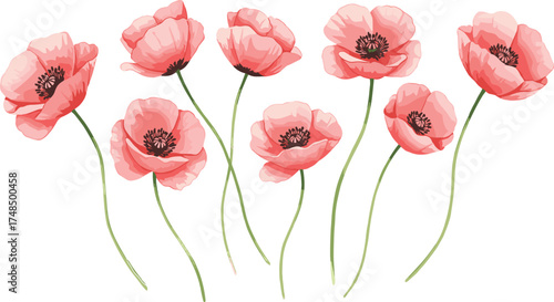 Vector illustration of blooming pink poppy flowers with delicate petals and dark centers, botanical floral artwork design for decorative spring background