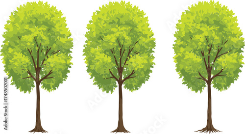 Vector illustration of three deciduous trees with green foliage, natural landscape design, botanical artwork for environmental, educational, and decorative background