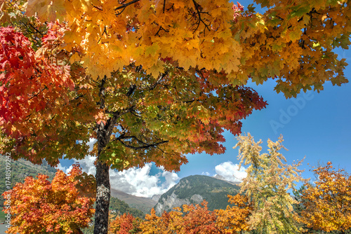 beautiful vibrant yellow and orange maple tree with leaves illuminated by sun...