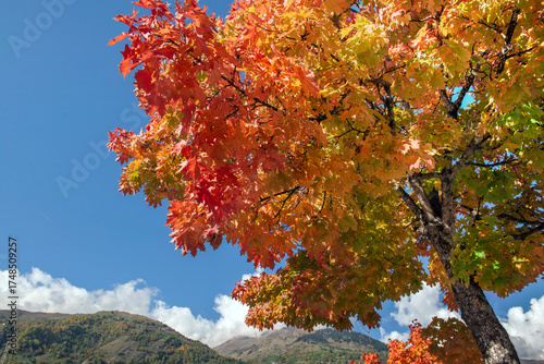 beautiful vibrant colors of  maple tree with leaves illuminated by sunlight w...