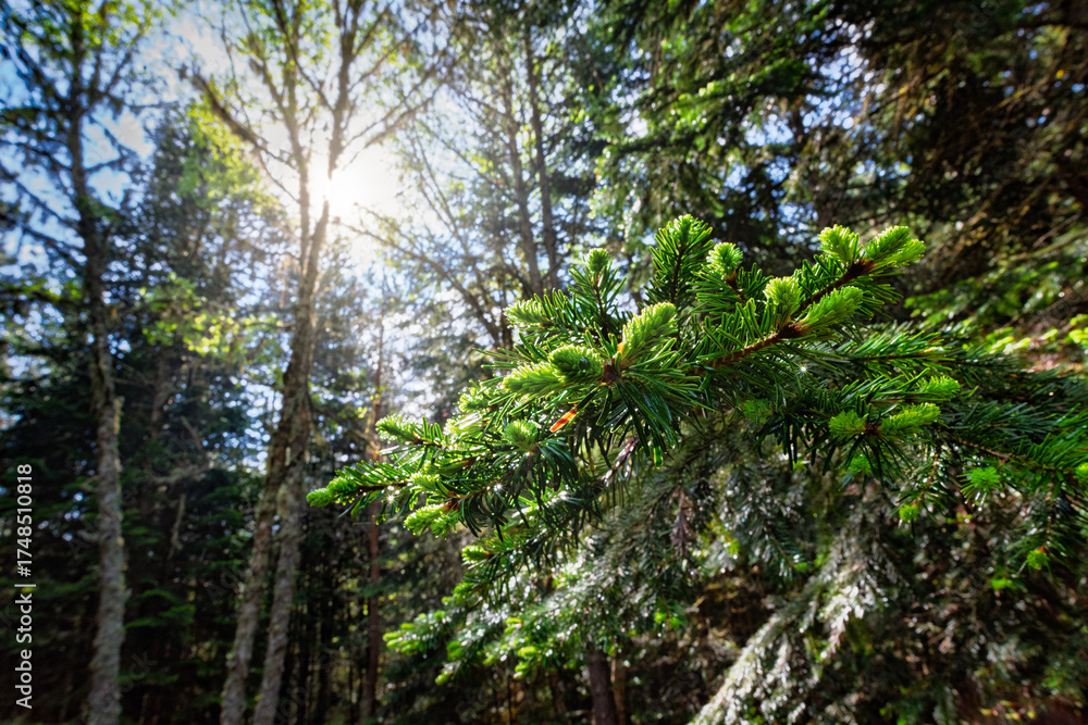 Fototapeta premium Sunlit spruce branch with fresh needles in a peaceful forest, glowing with vibrant green life. Sunlight shines through a lush green forest with fresh pine branches in the foreground.