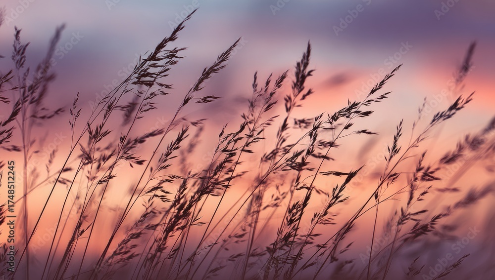 Obraz premium Delicate, wind-swept grass against a dreamy sky of soft pastel colors at dusk