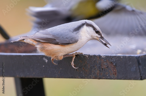 Persian nuthatch, (Sitta tephronota), eating seeds from a metal feeder in a park