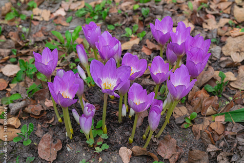 autumn crocus, (Colchicum speciosum), blooming in autumn with dry leaves on the ground, side view