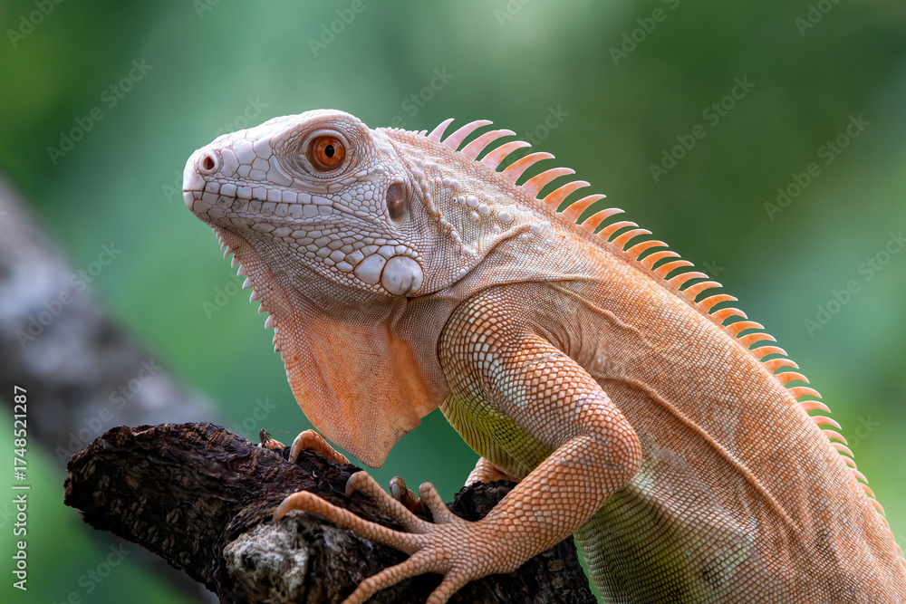 Fototapeta premium Close-up of an albino iguanas, Albino iguana on a tree branch
