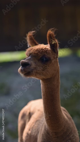 Brown alpaca portrait with long neck outdoors