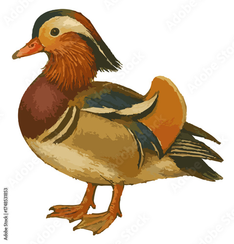 Aix galericulata illustration