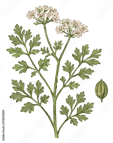 Coriandrum sativum illustration