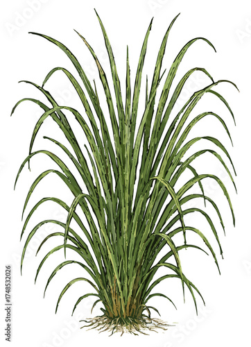Cymbopogon nardus illustration