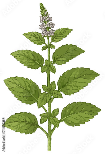 Mentha piperita illustration