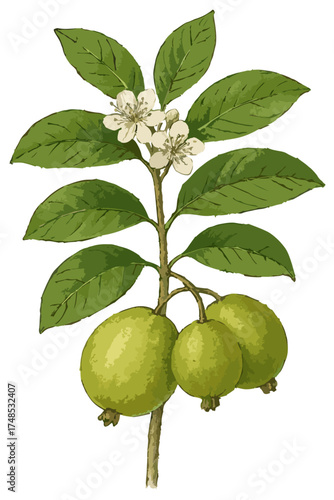Psidium guajava illustration