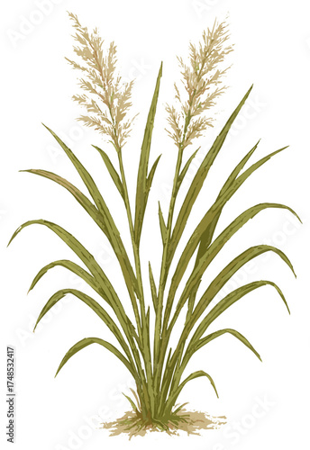 Saccharum spontaneum illustration