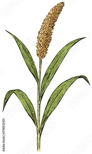 Setaria italica illustration