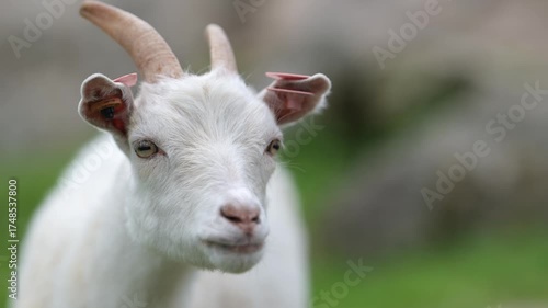 White goat portrait with horns sticking tongue