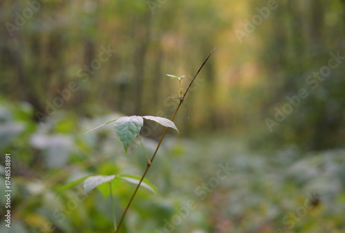 Young Norway Maple (Acer platanoides) Sapling Growing in Forest with Soft Bokeh Background