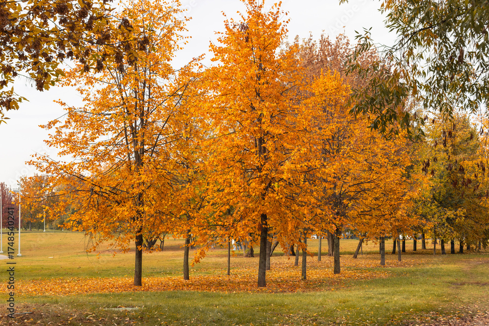 Fototapeta premium autumn trees in the park