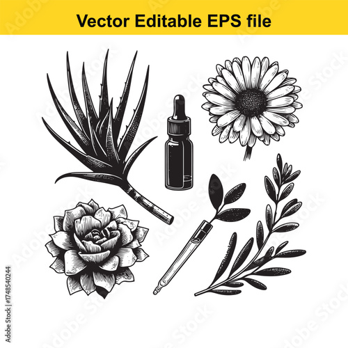 Vector art of botanical illustration featuring aloe vera, a succulent flower, and leaves with a dropper bottle, suggesting natural skincare or herbal remedies