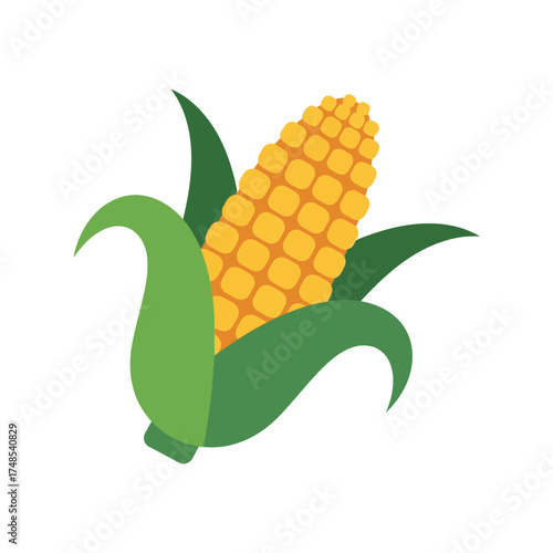 Fresh ripe corn cob with green leaves food ingredient agriculture harvest natural produce vector