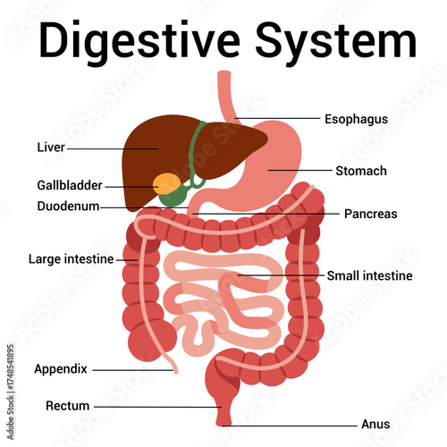 Human Digestive System Anatomy Vector