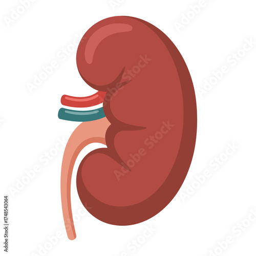 Human kidney flat vector